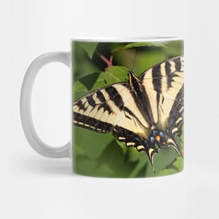 Beautiful Western Tiger Swallowtail Butterfly in the Backyard Mug